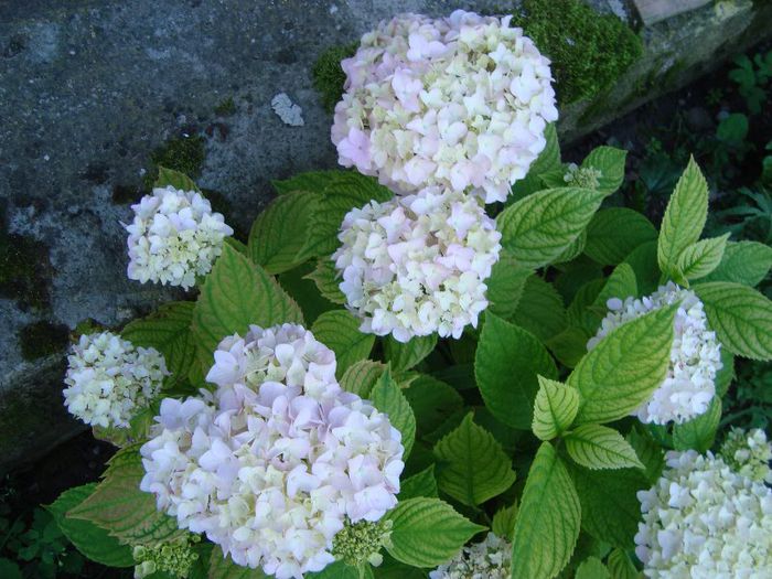 DSC08705 - hortensia