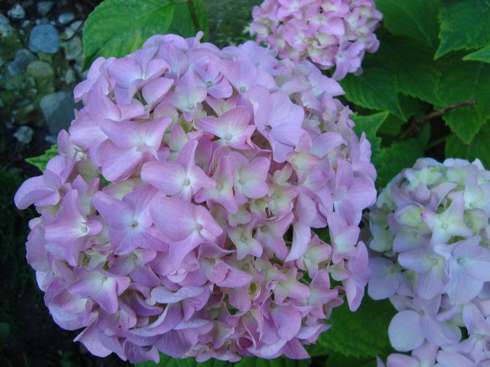 DSC08708 - hortensia