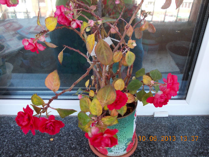 14 iunie 2013-flori 002 - impatiens