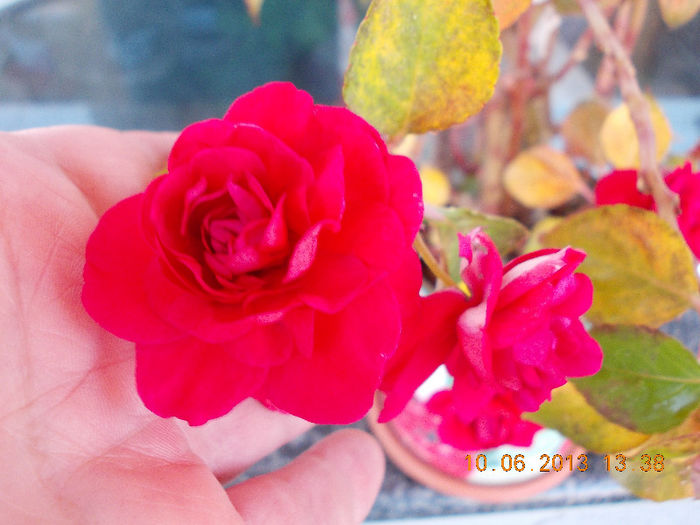 14 iunie 2013-flori 005 - impatiens