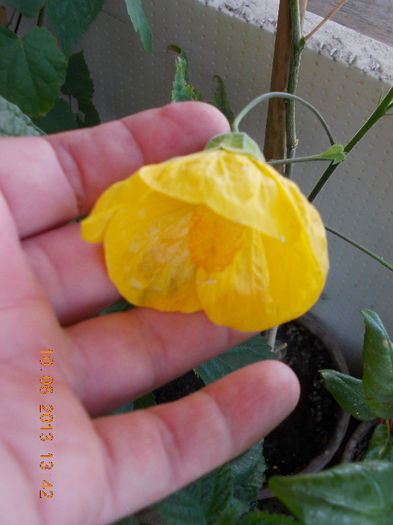 14 iunie 2013-flori 027 - iunie 2013-flori