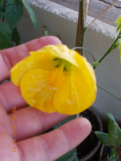 14 iunie 2013-flori 026 - iunie 2013-flori