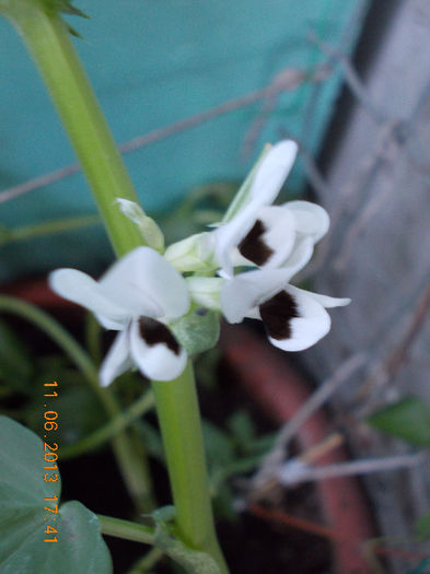 14 iunie 2013-flori 153 - iunie 2013-flori