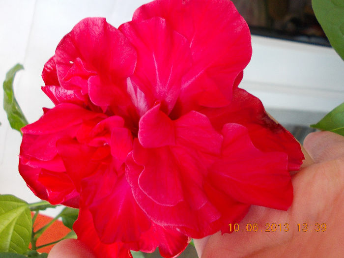 14 iunie 2013-flori 013 - hibiscus -1