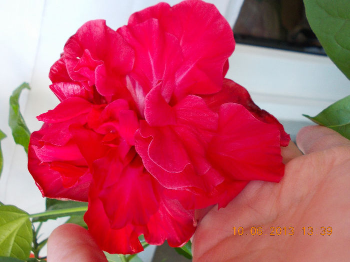14 iunie 2013-flori 014 - hibiscus -1