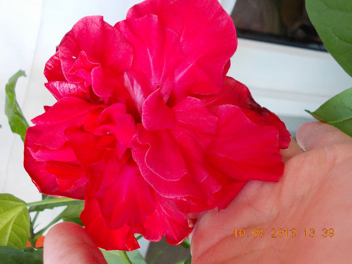 14 iunie 2013-flori 015 - hibiscus -1