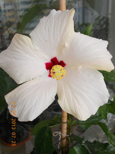 14 iunie 2013-flori 154 - hibiscus -1