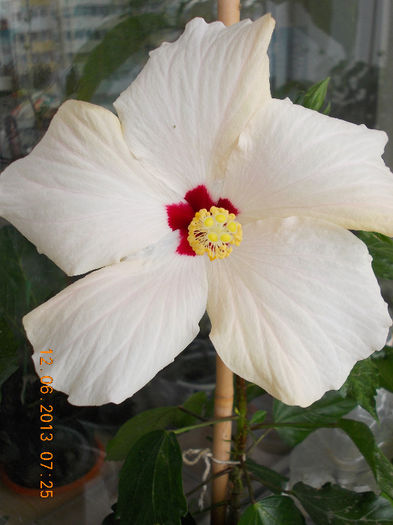 hibi alb cu ochi rosu(cairo white) - hibiscus -1