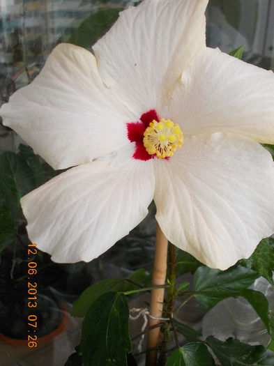 14 iunie 2013-flori 156 - hibiscus -1