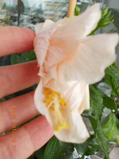 14 iunie 2013-flori 243 - hibiscus -1