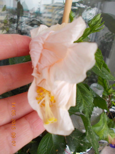 hibi alb cu ochi rosu(cairo white) - hibiscus -1