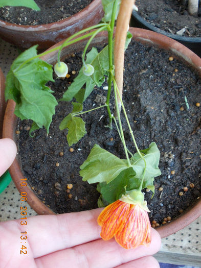 abutilon striatum-din bulgaria