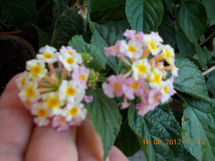 14 iunie 2013-flori 035 - lantana camara