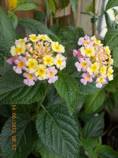 14 iunie 2013-flori 205