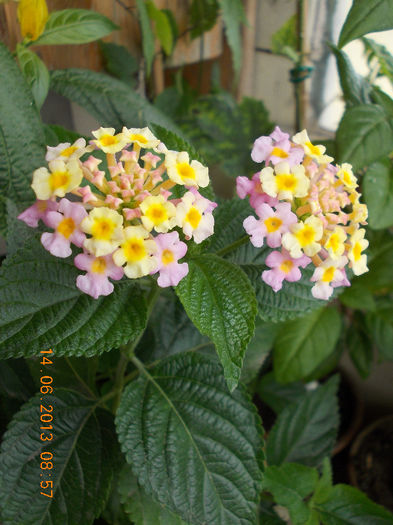 14 iunie 2013-flori 206