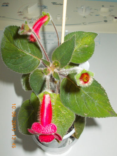 14 iunie 2013-flori 046
