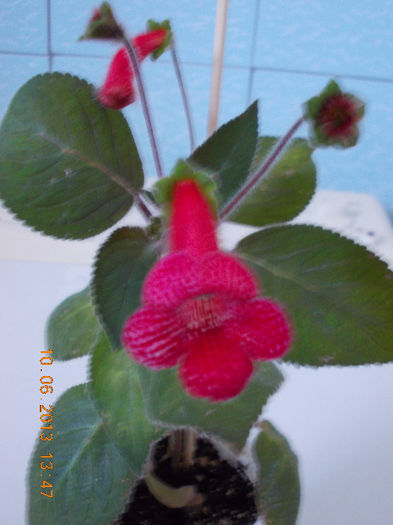 14 iunie 2013-flori 054