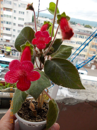 14 iunie 2013-flori 222