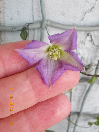 clematis jackmanii