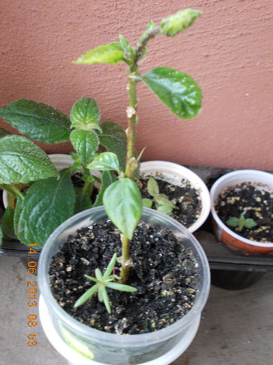 14 iunie 2013-flori 180 - hibiscus -1