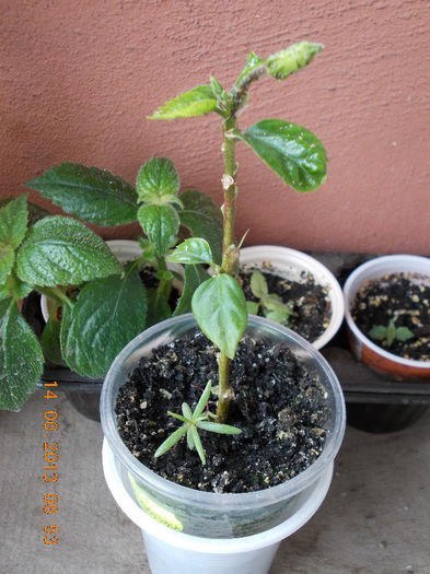 14 iunie 2013-flori 182 - hibiscus -1