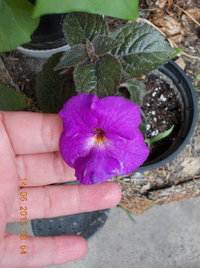 pulcherima ? - achimenes