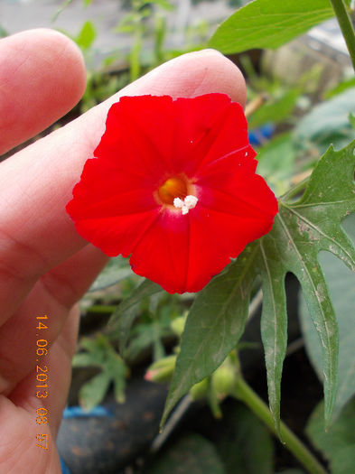 14 iunie 2013-flori 198