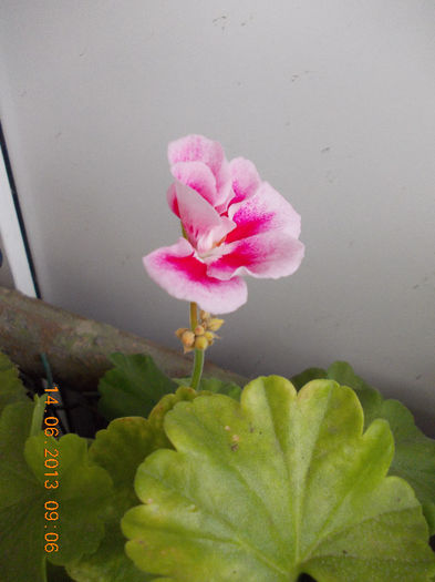 14 iunie 2013-flori 226