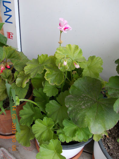 muscata alba cu mijloc ciclam