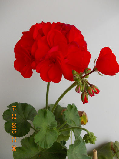 muscata corai
