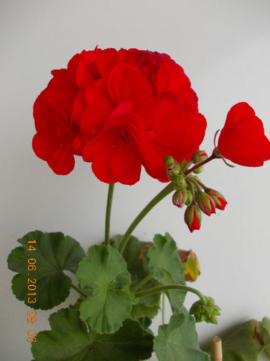 14 iunie 2013-flori 231