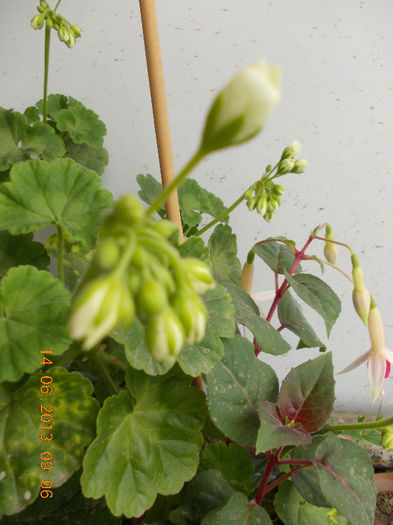 muscata alba