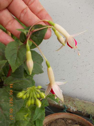 14 iunie 2013-flori 238
