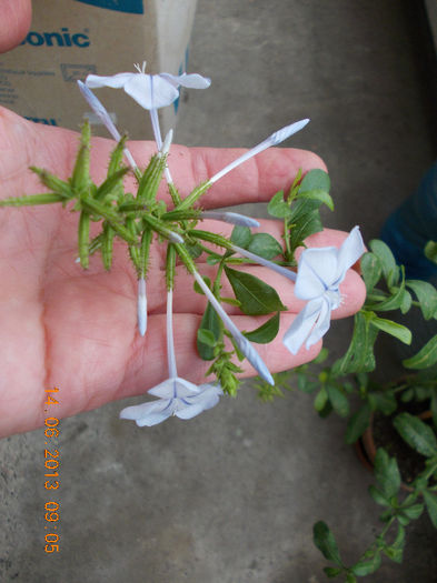 14 iunie 2013-flori 221 - plumbago bleu