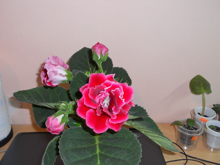 iunie2013.15 - Gloxinia 2013