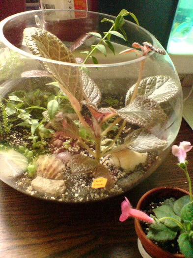 Terarium in bol