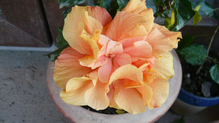 Picture 3704 - x 2013 Hibiscus rosa sinesis