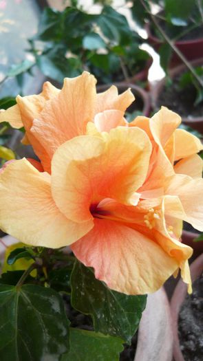 Picture 3705 - x 2013 Hibiscus rosa sinesis