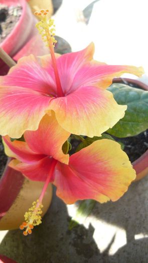 Picture 3708 - x 2013 Hibiscus rosa sinesis