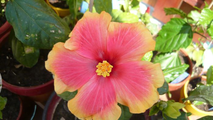 Picture 3719 - x 2013 Hibiscus rosa sinesis