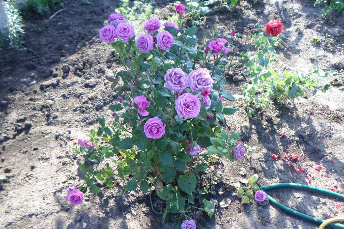 mm 043 - Curtea si gradina