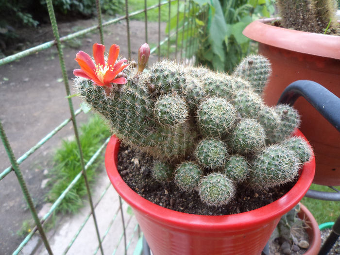 DSC03188 - Flori_2013