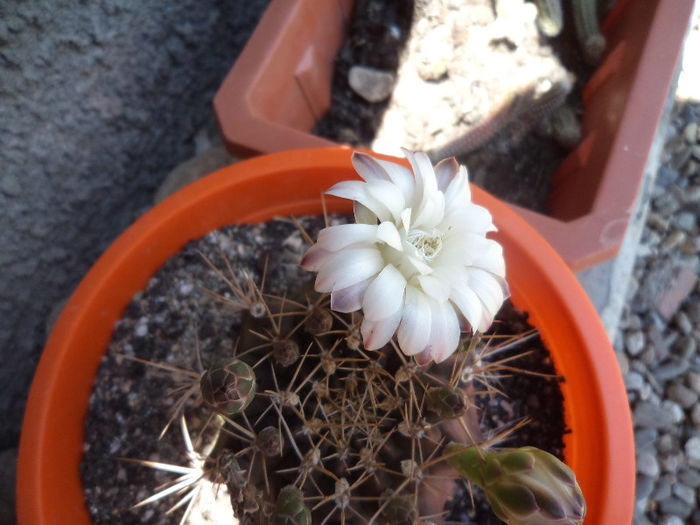 DSC03193 - Flori_2013