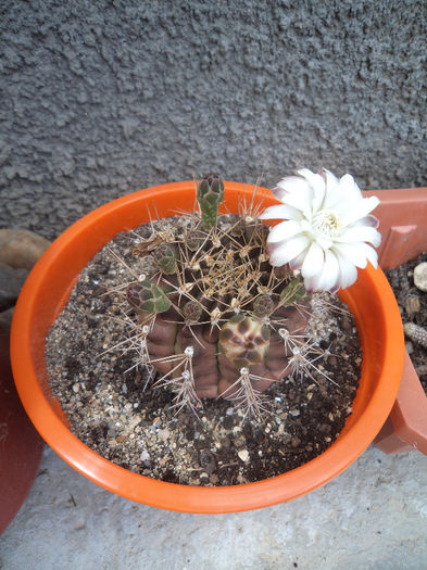 DSC03197 - Flori_2013