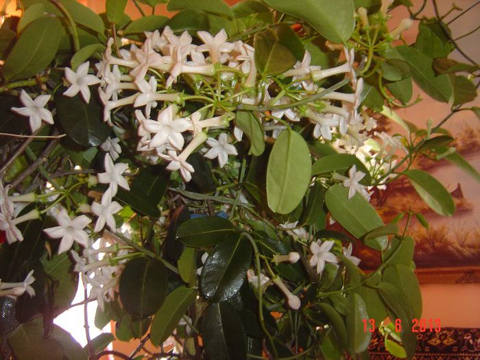 Picture 272 - 0- STEPHANOTIS