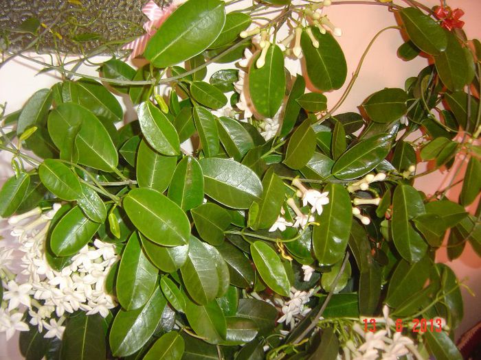 Picture 273 - 0- STEPHANOTIS