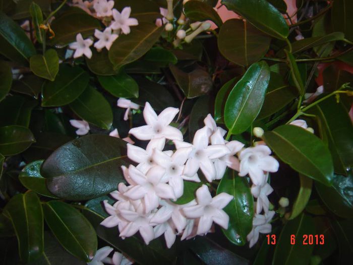 Picture 274 - 0- STEPHANOTIS