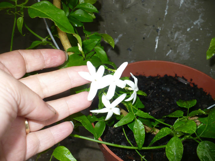 Jasminum azoricum - Plante de interior 2013