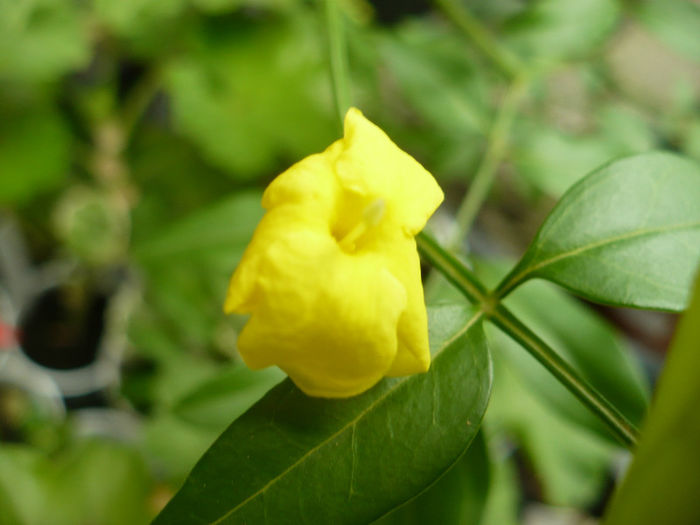 Jasminum humile - Plante de interior 2013