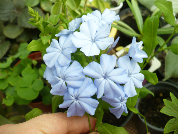 Plumbago - Plante de interior 2013